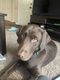 Lost Dog