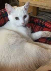 Lost Cat