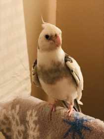 Lost Cockatiel