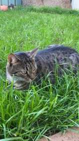 Lost Cat