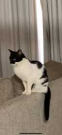 Lost Cat
