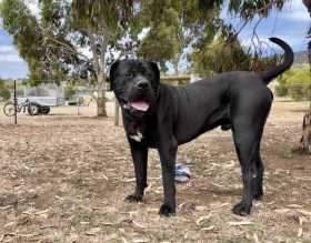 Lost Dog