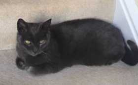 Lost Cat