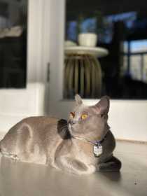 Lost Cat