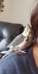 Lost Cockatiel