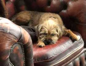 Lost Dog