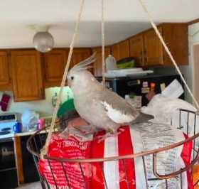 Lost Cockatiel