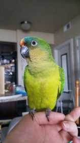 Lost Conure