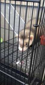 Lost Ferret