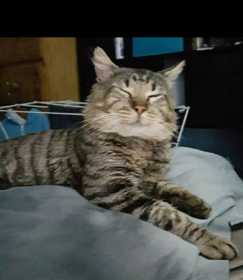 Lost Cat
