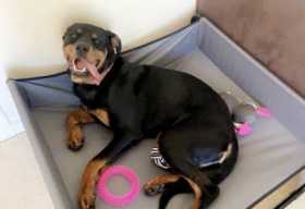 Lost Dog