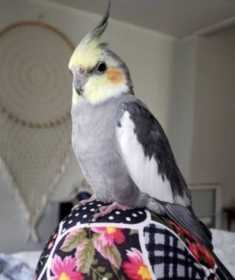 Lost Cockatiel