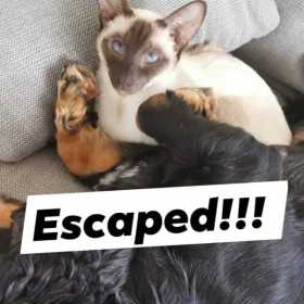 Lost Cat