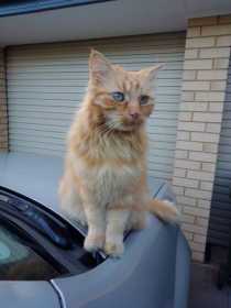 Lost Cat