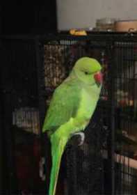 Lost Indian Ringneck Parakeet