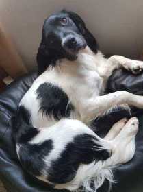 Lost Dog