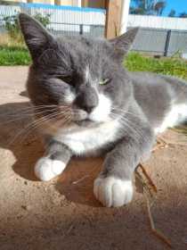 Lost Cat
