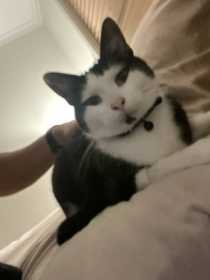 Lost Cat