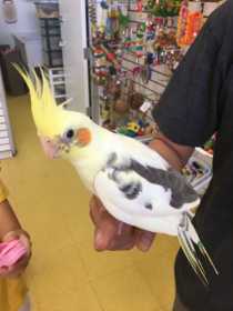 Lost Cockatiel