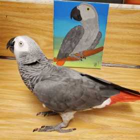 Lost African Grey