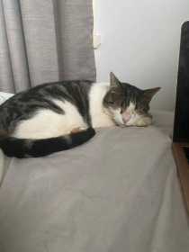 Lost Cat