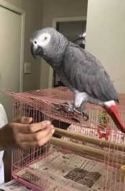 Lost African Grey