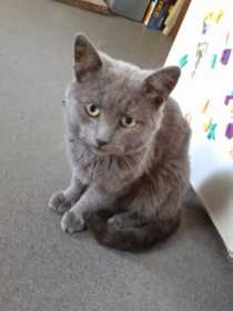 Lost Cat