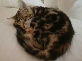 Lost Cat