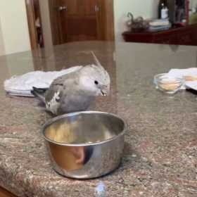 Lost Cockatiel