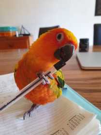 Lost Conure