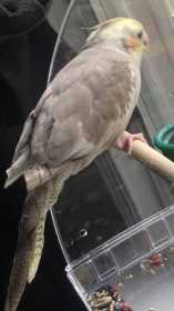 Lost Cockatiel