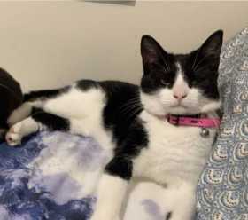 Lost Cat