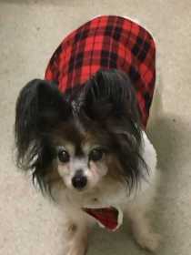 Lost Dog