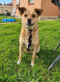 Lost Dog