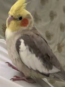 Lost Cockatiel