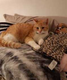 Lost Cat
