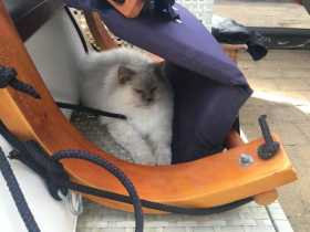 Lost Cat