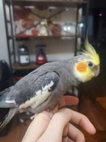 Lost Cockatiel