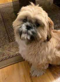 Lost Dog