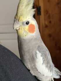 Lost Cockatiel