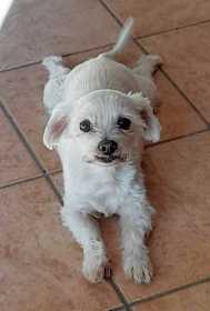 Lost Dog