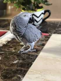 Lost African Grey