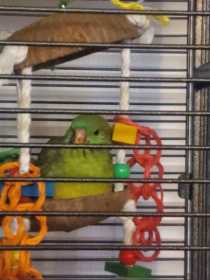 Lost Red Rump Parakeet