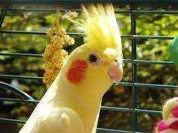 Lost Cockatiel