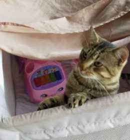 Lost Cat