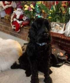 Lost Dog