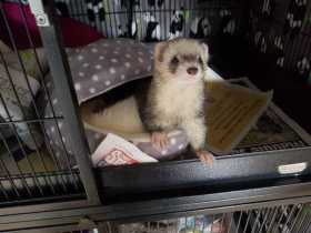 Lost Ferret