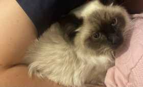 Lost Cat