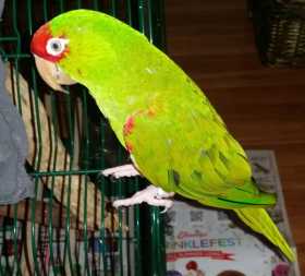 Lost Conure