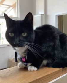 Lost Cat